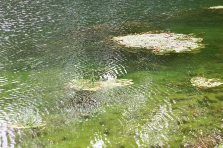 Flottements