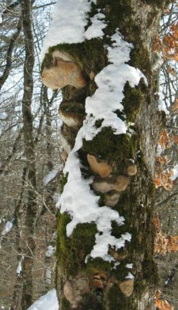 Hiver agonisant