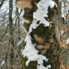 Hiver agonisant